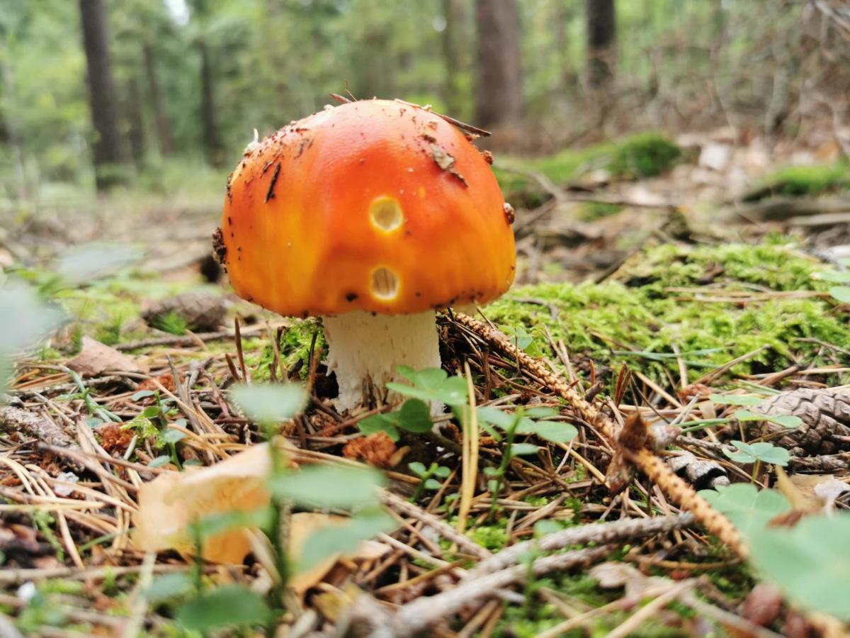 Chillout-Aparts Świeradów-Zdrój Exteriör bild